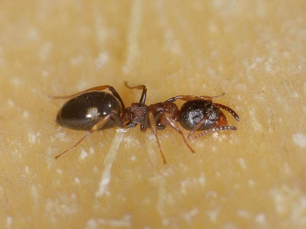 Dolichoderus quadripunctatus